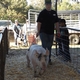Market Hog Rules
