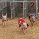 Swifty Swine