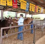 Livestock Show